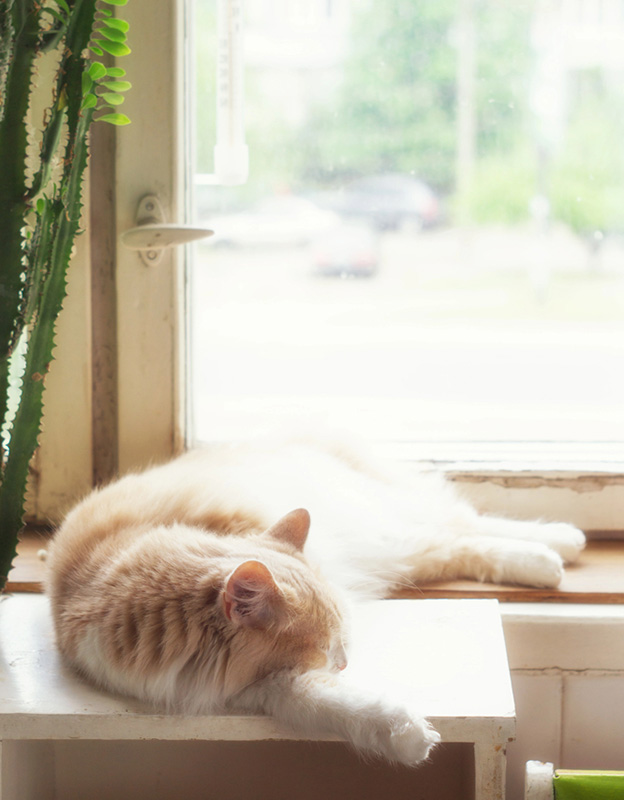 A kitten playing in a sunlit doorway